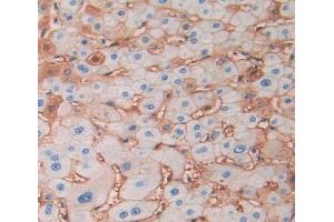 IHC-P analysis of liver tissue, with DAB staining. (PON2 anticorps  (AA 1-354))