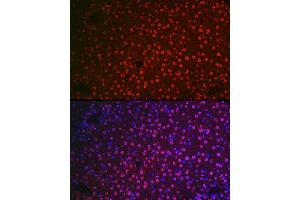 Immunofluorescence analysis of mouse liver cells using NR5 Rabbit pAb (ABIN6133574, ABIN6144832, ABIN6144834 and ABIN6217774) at dilution of 1:100 (40x lens). (NR5A2 + LRH1 anticorps  (AA 1-140))
