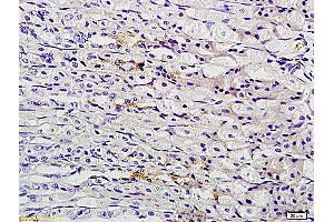 Formalin-fixed and paraffin embedded mouse stomach labeled with Anti-TFF2 Polyclonal Antibody, Unconjugated (ABIN736403) followed by conjugation to the secondary antibody and DAB staining (Trefoil Factor 2 anticorps  (AA 51-129))