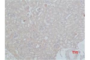 Immunohistochemistry (IHC) analysis of paraffin-embedded Mouse Kidney Tissue using HSC 70 Polyclonal Antibody. (Hsc70 anticorps)