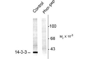 Image no. 1 for anti-14-3-3 alpha + beta (YWHAB) (pSer58) antibody (ABIN372585) (YWHAB anticorps  (pSer58))