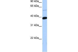 WB Suggested Anti-ZNF562 Antibody Titration:  0. (ZNF562 anticorps  (Middle Region))