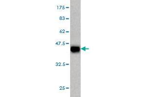 Western Blot detection against Immunogen (37.