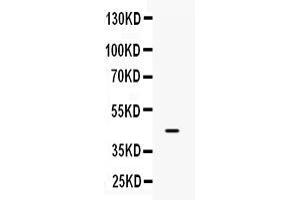 Western blot analysis of IRF9 expression in U87 whole cell lysates ( Lane 1). (IRF9 anticorps  (AA 1-110))