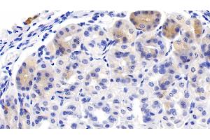Detection of DHH in Mouse Stomach Tissue using Polyclonal Antibody to Hedgehog Homolog, Desert (DHH)