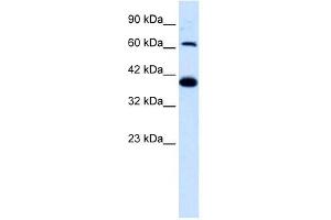GRIK2 antibody used at 1. (GRIK2 anticorps  (N-Term))