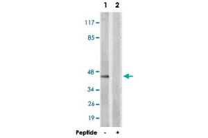 Western blot analysis of extracts from COS-7 cells, using ATF1 polyclonal antibody .