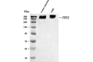 Western blot analysis of Fibrillin 2/FBN2 using anti-Fibrillin 2/FBN2 antibody (ABIN7601047).
