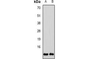 Western blot analysis of Glutaredoxin expression in SW480 (A), H460 (B) whole cell lysates. (Glutaredoxin 1 anticorps)