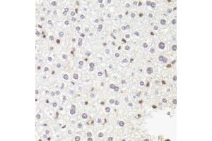 Immunohistochemistry of paraffin-embedded mouse liver using POLR2B antibody (ABIN5973522) at dilution of 1/100 (40x lens). (POLR2B anticorps)