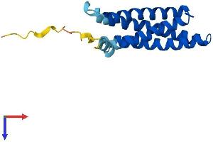 AlphaFold protein structure predicition of Mouse Recombinant Mall Protein, UniprotID Q91X49