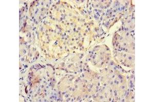 Immunohistochemistry of paraffin-embedded human pancreatic tissue using ABIN7158316 at dilution of 1:100 (LHFPL1 anticorps  (AA 21-85))