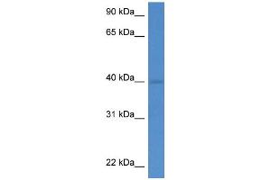 WB Suggested Anti-Wdr5 Antibody   Titration: 1. (WDR5 anticorps  (C-Term))