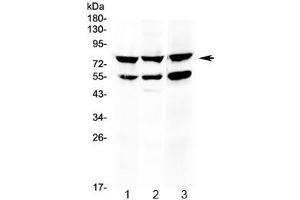 Western blot testing of 1) rat thymus, 2) mouse thymus and 3) human HepG2 lysate with RANK antibody at 0. (TNFRSF11A anticorps  (AA 235-262))
