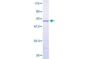 Image no. 1 for RAB3D, Member RAS Oncogene Family (RAB3D) (AA 1-219) protein (GST tag) (ABIN1317145)