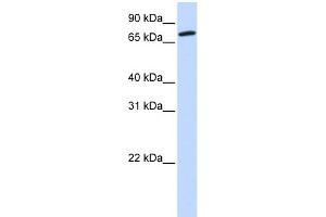 WB Suggested Anti-COG4 Antibody Titration: 0. (COG4 anticorps  (Middle Region))