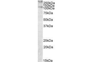 Image no. 1 for anti-Talin 1 (TLN1) (AA 1695-1708) antibody (ABIN477971) (TLN1 anticorps  (AA 1695-1708))