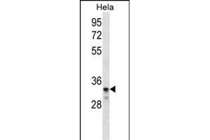 LDLRAD2 Antibody (Center) (ABIN656521 and ABIN2845790) western blot analysis in Hela cell line lysates (35 μg/lane). (LDLRAD2 anticorps  (AA 132-160))