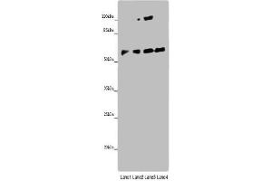 Western blot All lanes: ANGPTL2 antibody at 8 μg/mL Lane 1: Mouse spleen tissue Lane 2: K562 whole cell lysate Lane 3: Hela whole cell lysate Lane 4: A549 whole cell lysate Secondary Goat polyclonal to rabbit IgG at 1/10000 dilution Predicted band size: 58, 23 kDa Observed band size: 58 kDa (ANGPTL2 anticorps  (AA 23-493))