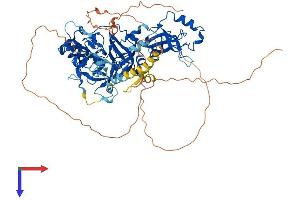 AlphaFold protein structure predicition of Mouse Recombinant L3mbtl2 Protein, UniprotID P59178