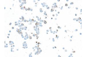 Immunocytochemistry (ICC) image for Mouse anti-Chicken IgY Light Chain (Light Chain) antibody (ABIN7795617)