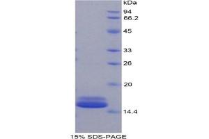 SDS-PAGE analysis of Mouse FABP4 Protein. (FABP4 Protéine)
