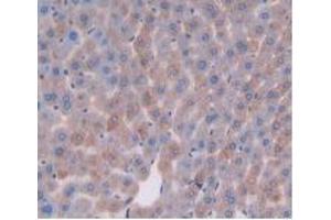 IHC-P analysis of Mouse Liver Tissue, with DAB staining. (DPP4 anticorps  (AA 29-178))