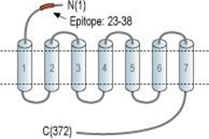 Representative domain view of the target of ABIN7884866.