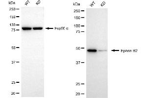 Western blotting analysis using ephrin B2 antibody (ABIN7798458). (Recombinant Ephrin B2 anticorps)