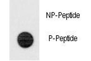 Dot blot analysis of phospho-TERT antibody.