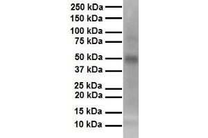 WB Suggested Anti-TEAD3 antibody Titration: 1 ug/mL Sample Type: Human heart