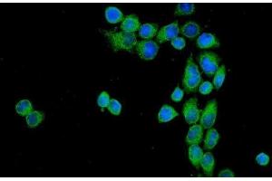 IF analysis of CD55 using anti-CD55 antibody (ABIN3043393). (CD55 anticorps  (AA 35-347))