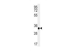 C19orf39 Antibody (Center) (ABIN651737 and ABIN2840382) western blot analysis in mouse spleen tissue lysates (15 μg/lane).