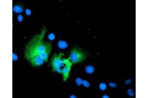 Anti-WWTR1 mouse monoclonal antibody (ABIN2454926) immunofluorescent staining of COS7 cells transiently transfected by pCMV6-ENTRY WWTR1 (RC204082). (WWTR1 anticorps)