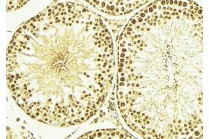 ABIN6266652 at 1/100 staining Mouse testis tissue by IHC-P. (NEDD8 anticorps)
