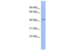 WB Suggested Anti-ELAVL4 Antibody Titration:  0. (ELAVL4 anticorps  (N-Term))