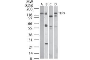 Western blot analysis of TLR9 in A) human PBMC, B) human intestine, C) mouse intestine and D) rat intestine tissue lysates using TLR9 monoclonal antibody, clone 26C593. (TLR9 anticorps  (AA 268-300))