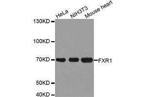 Western Blotting (WB) image for anti-Fragile X Mental Retardation, Autosomal Homolog 1 (FXR1) antibody (ABIN1876971) (FXR1 anticorps)