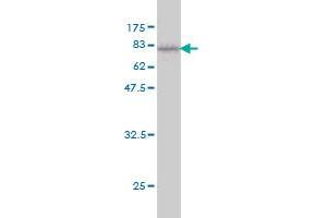 Western Blot detection against Immunogen (74.