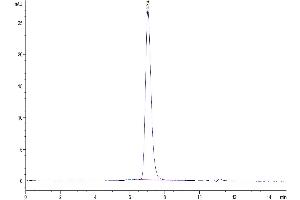 The purity of Biotinylated Human CSF2R is greater than 95 % as determined by SEC-HPLC.