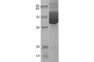Validation with Western Blot
