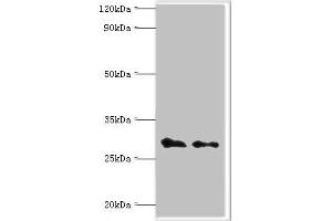 Western blot All lanes: COP9 signalosome complex subunit 7a antibody at 4 μg/mL Lane 1: Rat heart tissue Lane 2: Rat brain tissue Secondary Goat polyclonal to rabbit IgG at 1/10000 dilution Predicted band size: 30 kDa Observed band size: 30 kDa (COPS7A anticorps  (AA 1-275))