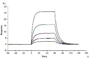 Human IL-2 R beta, His Tag captured on CM5 Chip via anti-his antibody can bind Human IL-2, No Tag with an affinity constant of 0.