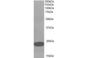 ABIN184729 (1µg/ml) staining of A549 lysate (35µg protein in RIPA buffer). (PEBP1 anticorps  (C-Term))