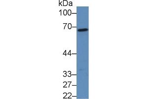 Rabbit Capture antibody from the kit in WB with Positive Control: Sample Mouse Liver lysate. (FGA Kit ELISA)