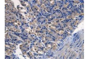 IHC-P analysis of Mouse Stomach Tissue, with DAB staining. (TMEM27 anticorps  (Leu222))