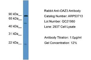 WB Suggested Anti-OAZ3  Antibody Titration: 0. (OAZ3 anticorps  (Middle Region))