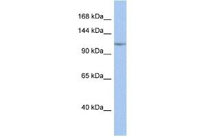 WB Suggested Anti-NFKB1 Antibody Titration:  0. (NFKB1 anticorps  (Middle Region))