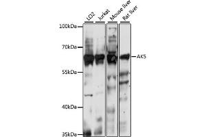 Western blot analysis of extracts of various cell lines, using  antibody (ABIN7265470) at 1:1000 dilution. (Adenylate Kinase 5 anticorps  (AA 150-370))