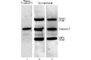Mouse IP / Western Blot: Caspase 7 was immunoprecipitated from 0. (Fluorescent TrueBlot®: Anti-Souris Ig Fluorescein)